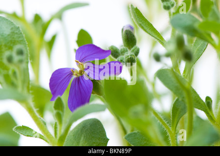 Close up of Aubretia 'Royal Red' in flower Stock Photo