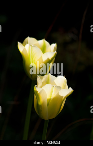 Tulipa 'Spring Green' (viridiflora tulip) in flower in spring Stock Photo