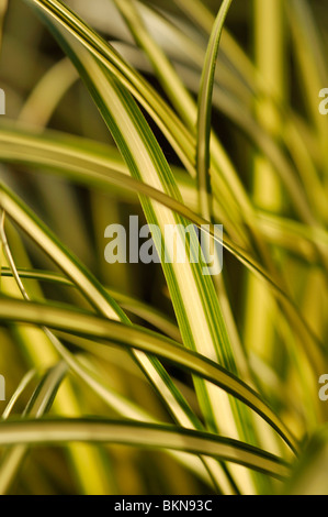 Japanese sedge (Carex oshimensis 'Evergold' syn. Carex hachijoensis 'Evergold') Stock Photo