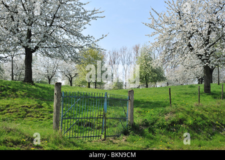 Orchard with cherry trees blossoming (Prunus avium / Cerasus avium), Haspengouw, Belgium Stock Photo