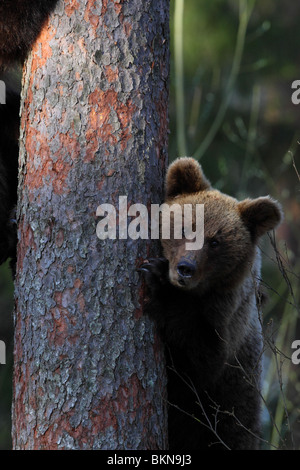 European Brown Bear (Ursus arctos) climbing on a pine tree. Estonia, Europe. Stock Photo