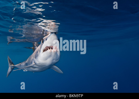 shortfin mako shark, Isurus oxyrinchus, very aggressive and the fastest swimmer of all shark species, San Diego, California, USA Stock Photo