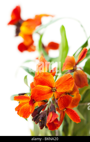 Close up of brightly coloured wallflowers, erysimum, against a white background Stock Photo