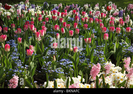 Close up of a colourful flowerbed of spring flowers - tulips, forget me nots and hyacinth all flowering in a spring garden in the UK Stock Photo