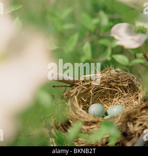 Close-up of Robin’s blue eggs in a nest Stock Photo