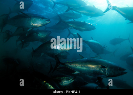 Northern bluefin tuna, Thunnus thynnus, Mexico, Pacific ocean Stock Photo