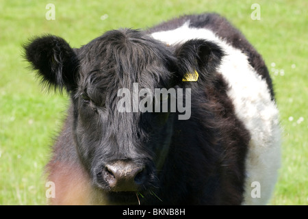 Belted Galloway cattle grazing around Vale of Fleet, Dumfries & Galloway, Scotland Stock Photo