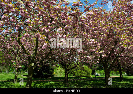 Two people sitting under a blossoming tree in Hyde Park, London, May 2010 Stock Photo