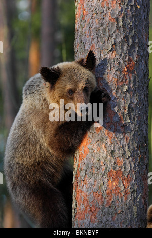 European Brown Bear (Ursus arctos) climbing on a pine tree. Estonia, Europe. Stock Photo