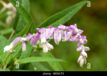 Close-up of Mexican bush sage in flower Stock Photo