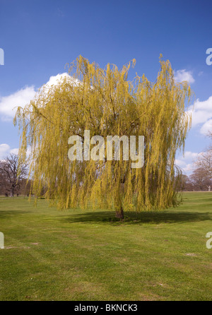 weeping willow tree in Suffolk, UK Stock Photo