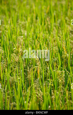 Close-up of ripened rice in the field Stock Photo