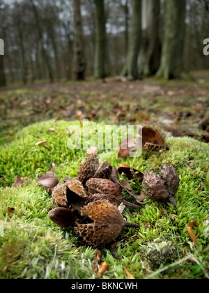 Beech nuts / seeds and shells lying on mossy ground with beech trees in the background. Stock Photo