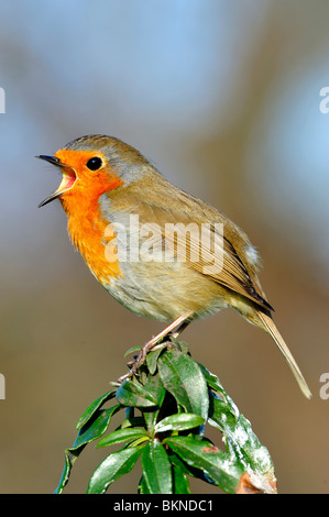 Robin Singing. Stock Photo