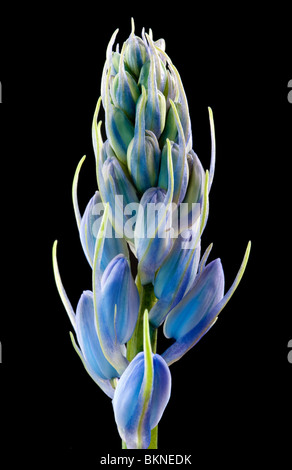 Single big closeup of bluebell buds isolated on black background