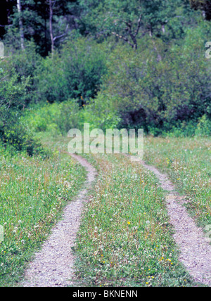Two lane rutted gravel road cutting through green grass, Park County, Montana, USA Stock Photo