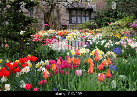 Spring garden in front yard, with colorful tulips Stock Photo