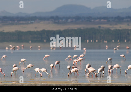 A flock of Greater Flamingos Phoenicopterus ruber feeding in Lake Nakuru Stock Photo