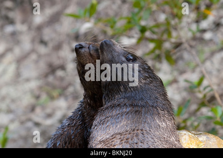 New Zealand fur seal pups (Arctocephalus forsteri) at Kaikoura, New Zealand Stock Photo