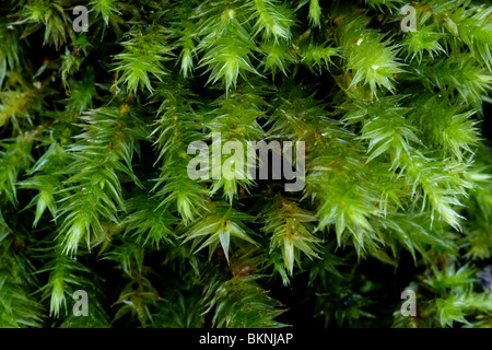 Detailopname van takjes van Eekhoorntjesmos. Recht van boven genomen, macro opname. Stock Photo