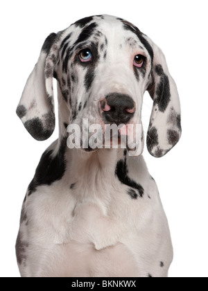 Great Dane puppy, 6 months old, in front of white background