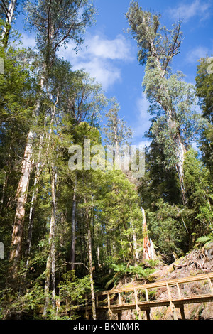Boardwalk through the Big Tree Reserve among some of the world's tallest trees in the Styx Valley Stock Photo