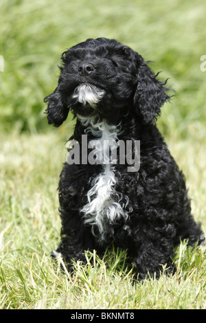 Cockapoo Welpe / Cockapoo puppy Stock Photo