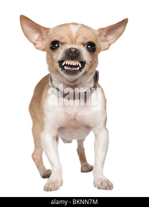 Angry Chihuahua growling, 2 years old, in front of white background Stock Photo