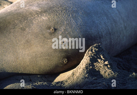 Elephants seals Stock Photo