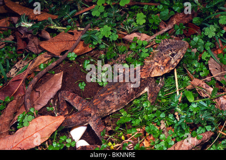 Female southern angle-headed dragon (Hypsilurus spinipes) laying eggs, Barrington Tops, New South Wales, Australia Stock Photo