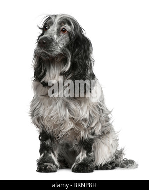 English Cocker spaniel, 4 years old, sitting in front of white background Stock Photo