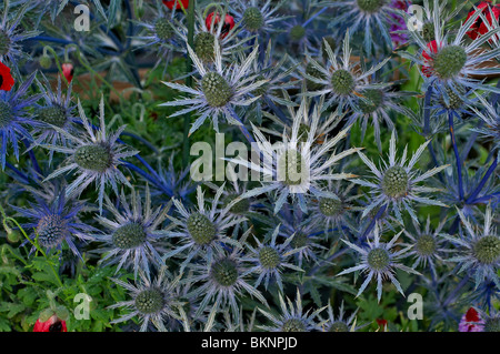 Eryngium 'Jos Eijking' Stock Photo