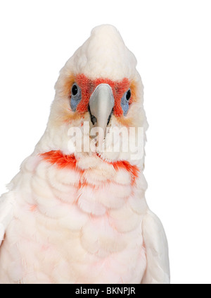 Long-billed Corella, Cacatua tenuirostris, in front of a white background Stock Photo