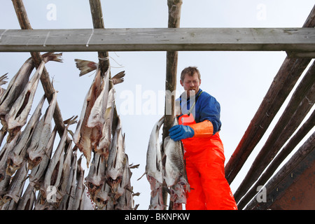 Fisherman hangs out salted cod fish to dry in Ballstad fishing village on Vestvågøy, one of the Lofoten Islands in Norway Stock Photo