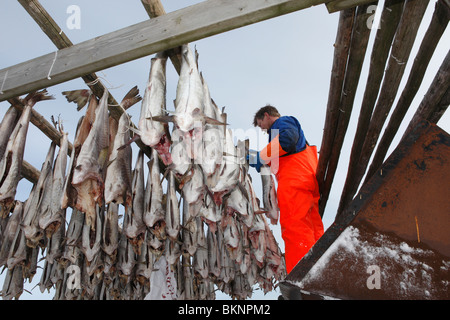 Fisherman hangs out salted cod fish to dry in Ballstad fishing village on Vestvågøy, one of the Lofoten Islands in Norway Stock Photo