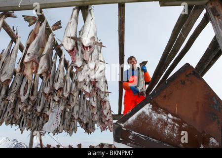 Fisherman hangs out salted cod fish to dry in Ballstad fishing village on Vestvågøy, one of the Lofoten Islands in Norway Stock Photo