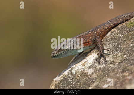 portrait of a male Dalmatian algyroides basking on a rock Stock Photo