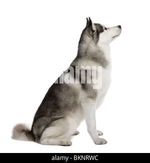 Akita Inu, 3 years old, sitting in front of white background Stock Photo