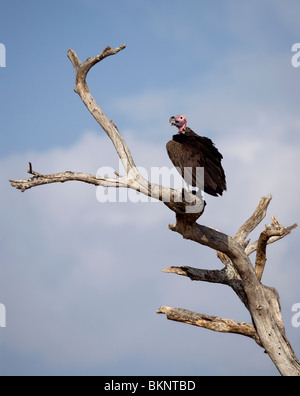 Lappet-faced Vulture, Torgos tracheliotos, perched on branch Stock Photo