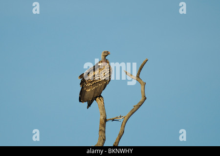 Rüppell's Griffon Vulture Gyps rueppellii sitting on  a dry tree Stock Photo