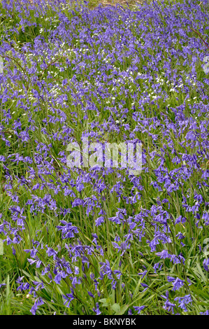 A carpet of bluebells, Endymion non-scriptus, in a nature reserve, Warwickshire, UK Stock Photo