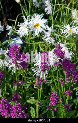 Close up of garden border with Leucanthemum and Stachys monieri 'Hummelo' Stock Photo
