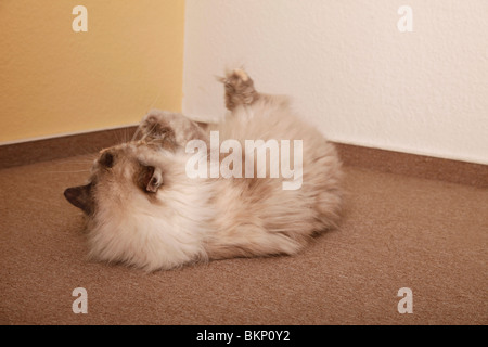 spielende Katze / playing cat Stock Photo