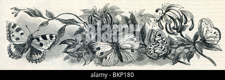 Butterflies Stock Photo