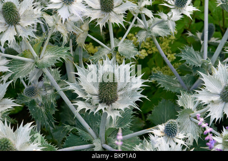 Close up of Eryngium giganteum Stock Photo