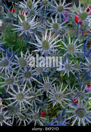 Eryngium 'Jos Eijking' Stock Photo