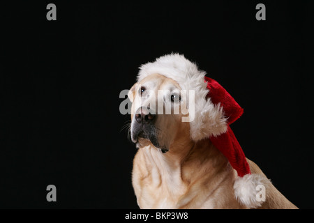 Labrador Retriever Portrait Stock Photo