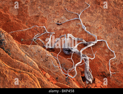 Dead juniper contrasted against a sandstone wall in Vermilion Cliffs National Monument, Arizona Stock Photo