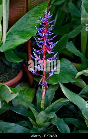 Bromeliad aechmea in flower Stock Photo