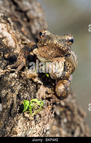 Staande foto van een schuimnest boomkikker zittend in een boom tegen een grijze achtergrond vertical photo of a foam nest frog sitting in a tree against a grey background Stock Photo